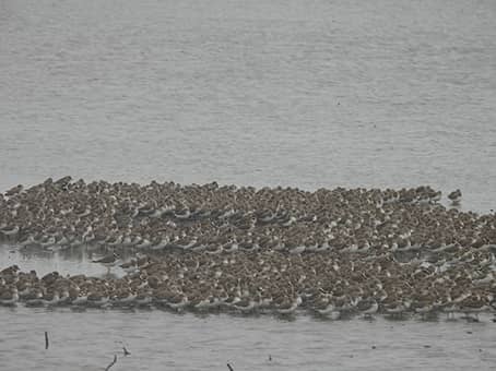 Gros groupe de limicole dans l'eau.