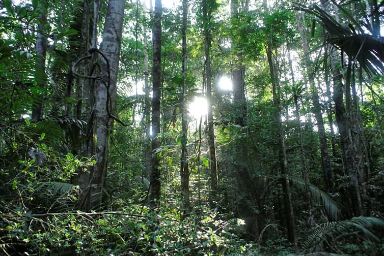 Lumière du jour qui filtre à travers les arbres de la forêt de la Réserve Naturelle de la Trinité.