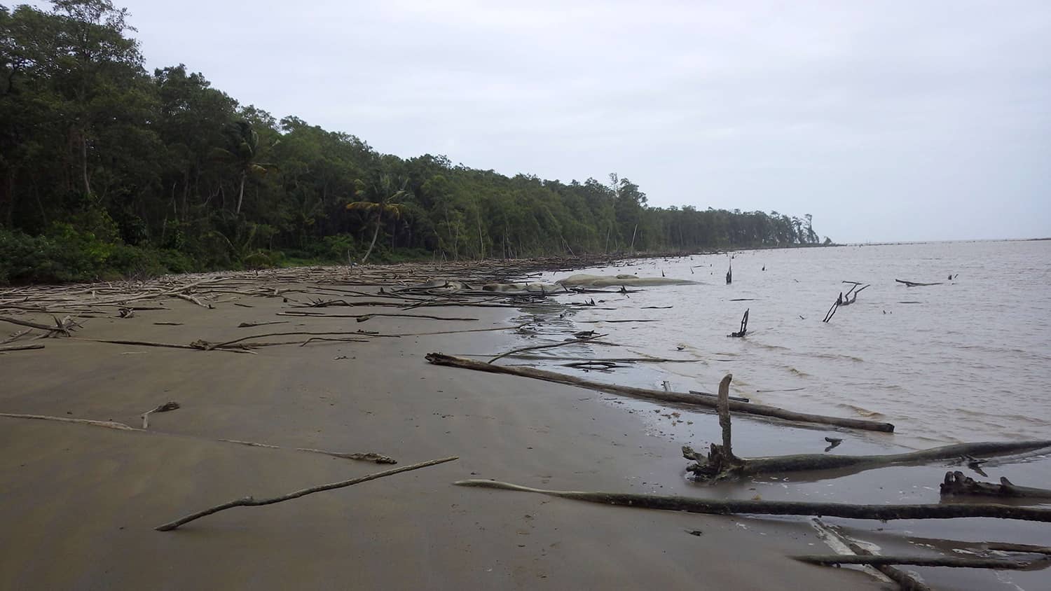 Plage avec de nombreux restes de troncs de palétuviers sur le site de la piste de l'Anse.