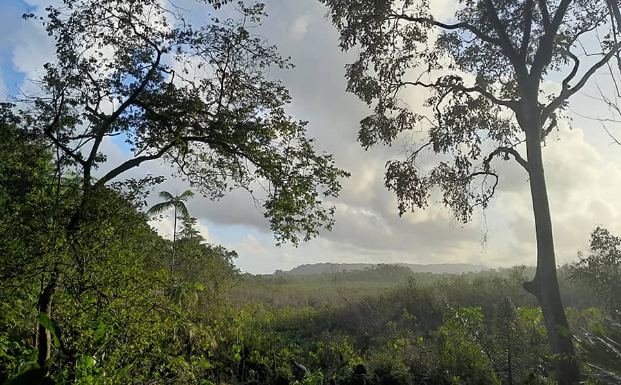 Vue de la zone humide de Tigamy.