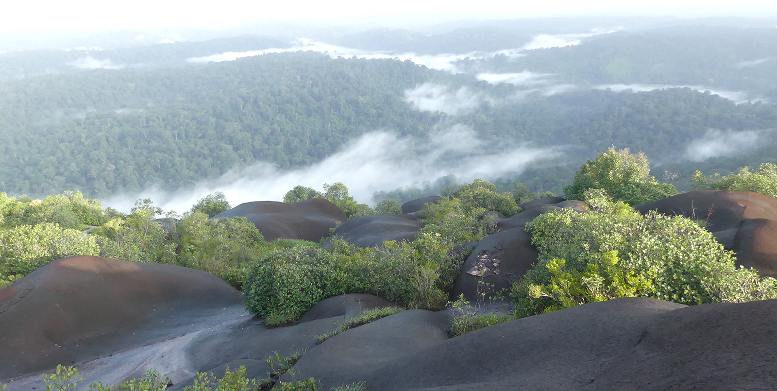 Vue de la forêt guyanaise d'un inselberg avec des brumes dans les arbres en contre-bas.