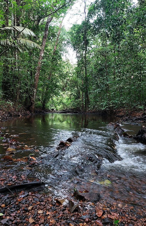 Petite crique forestière en Guyane.