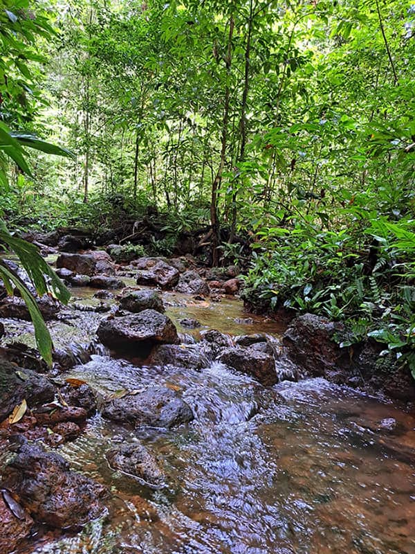 crique en forêt.